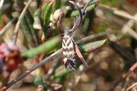 Prolita sexpunctella