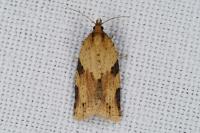 Clepsis spectrana