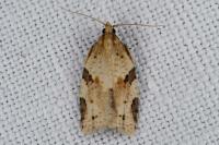 Clepsis spectrana