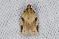 Clepsis spectrana