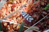 Prolita sexpunctella