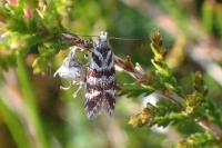 Prolita sexpunctella