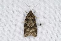 Cnephasia