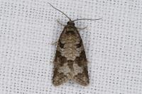 Cnephasia