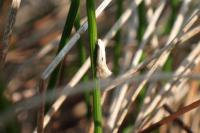 Elachista albidella