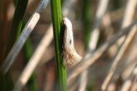 Elachista albidella
