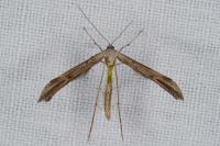 Emmelina