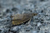 Dichrorampha plumbana