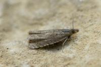 Dichrorampha plumbana