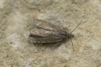 Dichrorampha plumbana
