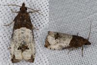 Notocelia roborana