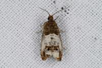 Notocelia rosaecolana