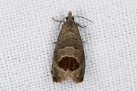 Notocelia uddmanniana