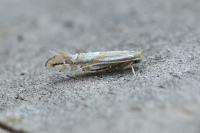 Phyllonorycter coryli