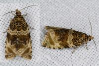 Orthotaenia undulana