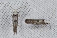 Paraswammerdamia albicapitella