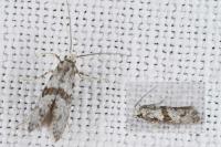 Scythropia crataegella