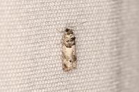Epinotia thapsiana