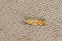 Mirificarma eburnella