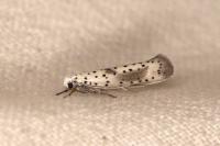 Yponomeuta irrorella