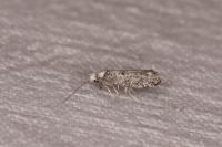 Paraswammerdamia albicapitella