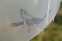 Synanthedon andrenaeformis