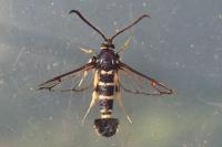 Synanthedon vespiformis