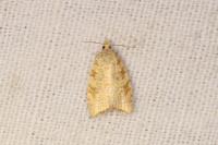 Aleimma loeflingiana