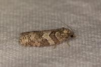 Cnephasia