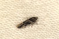 Recurvaria nanella