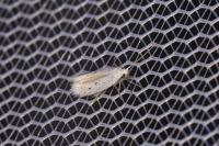 Elachista dispunctella