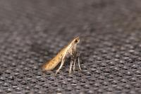 Aspilapteryx limosella
