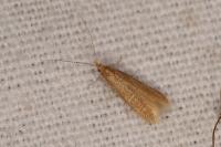 Coleophora flavipennella