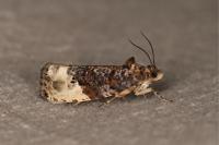Hedya nubiferana