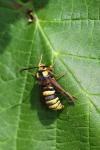 Sesia apiformis