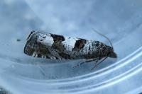 Epiblema similana
