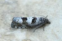 Epiblema similana