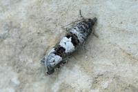 Epiblema similana