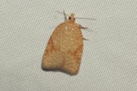 Acleris ferrugana/notana