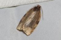 Choristoneura hebenstreitella