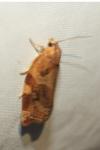 Archips xylosteana