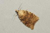 Aleimma loeflingiana