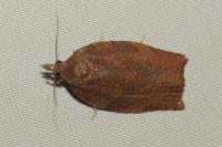 Pandemis heparana