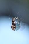 Narycia duplicella