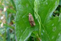 Celypha striana