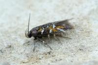 Pancalia leuwenhoekella