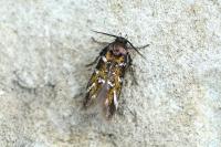 Pancalia leuwenhoekella