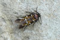 Pancalia leuwenhoekella