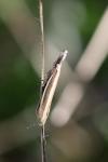 Pleurota aristella