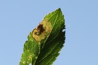 Stigmella plagicolella
